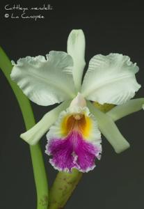 Cattleya mendelii