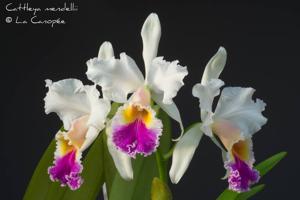 Cattleya mendelii