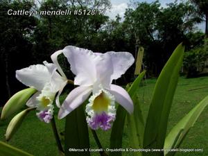 Cattleya mendelii