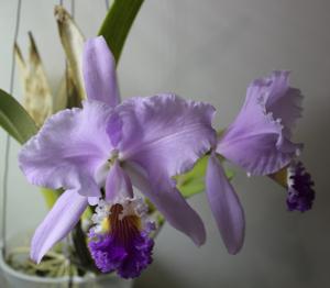 Cattleya mendelii