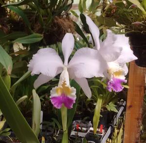 Cattleya mendelii