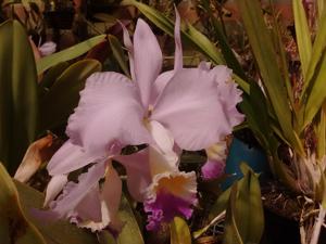 Cattleya mendelii