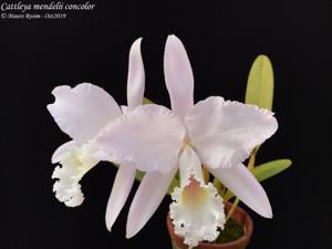 Cattleya mendelii