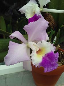 Cattleya mendelii