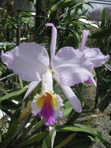 Cattleya mendelii