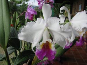 Cattleya mendelii