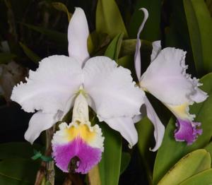 Cattleya mendelii