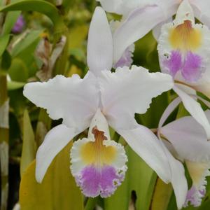 Cattleya mendelii