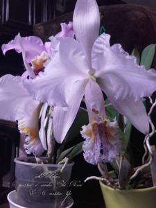 Cattleya mossiae