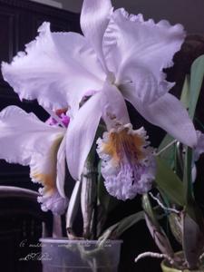 Cattleya mossiae