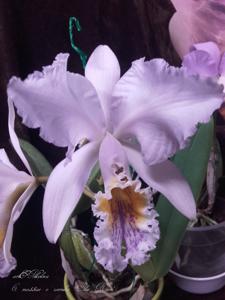 Cattleya mossiae