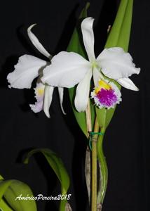 Cattleya mossiae