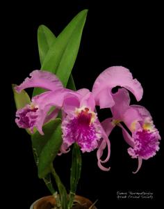 Cattleya mossiae