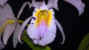 Cattleya mossiae