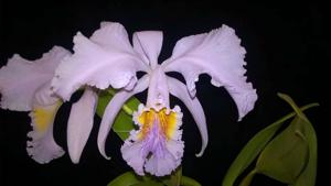 Cattleya mossiae