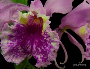 Cattleya mossiae