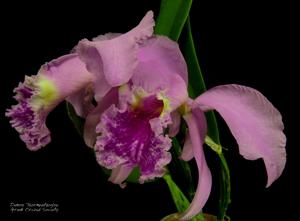 Cattleya mossiae