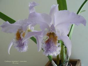 Cattleya mossiae