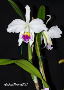 Cattleya mossiae