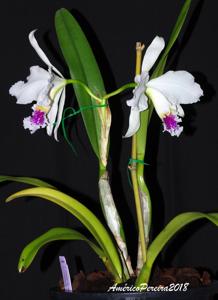 Cattleya mossiae