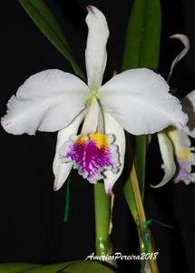 Cattleya mossiae