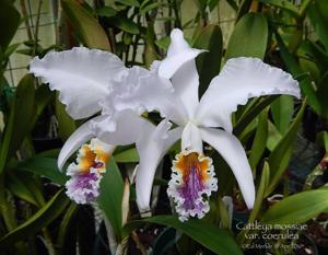 Cattleya mossiae