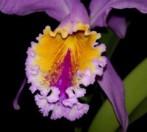 Cattleya mossiae