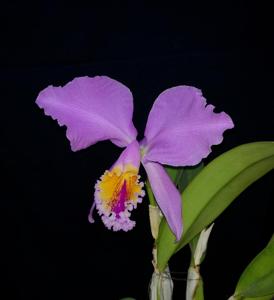 Cattleya mossiae