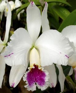 Cattleya mossiae