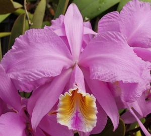 Cattleya mossiae