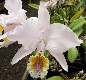 Cattleya mossiae