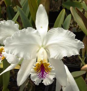 Cattleya mossiae