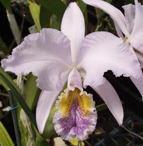 Cattleya mossiae