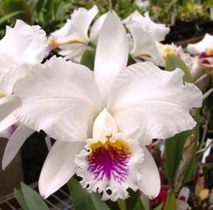 Cattleya mossiae