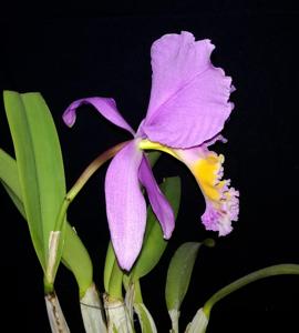 Cattleya mossiae