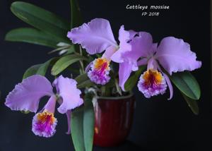 Cattleya mossiae