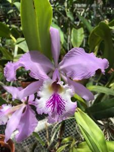 Cattleya mossiae