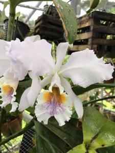 Cattleya mossiae