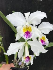 Cattleya mossiae