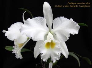 Cattleya mossiae