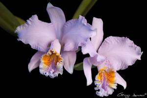 Cattleya mossiae