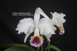 Cattleya mossiae