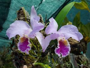 Cattleya mossiae