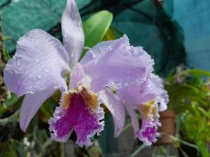 Cattleya mossiae