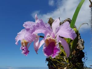 Cattleya mossiae