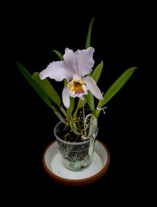 Cattleya mossiae