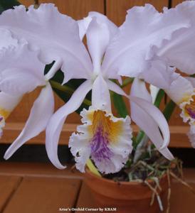 Cattleya mossiae