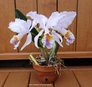 Cattleya mossiae