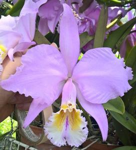 Cattleya mossiae