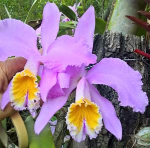 Cattleya mossiae